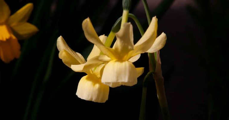 Hawera - Miniature Daffodil