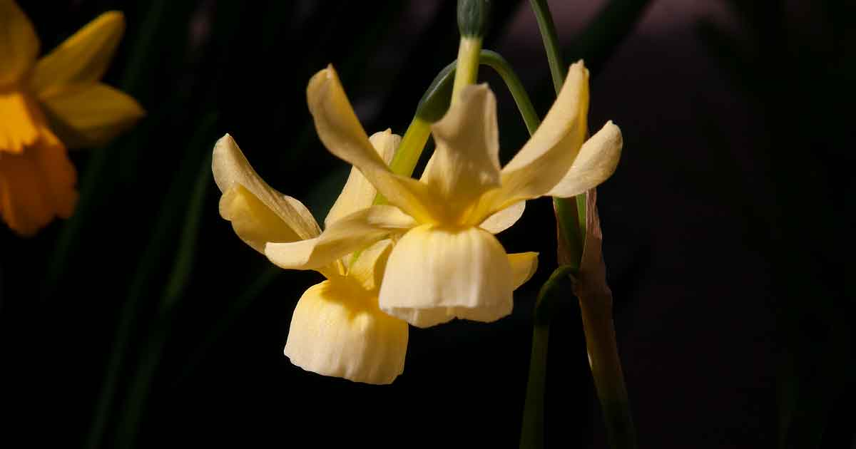 Hawera - Miniature Daffodil