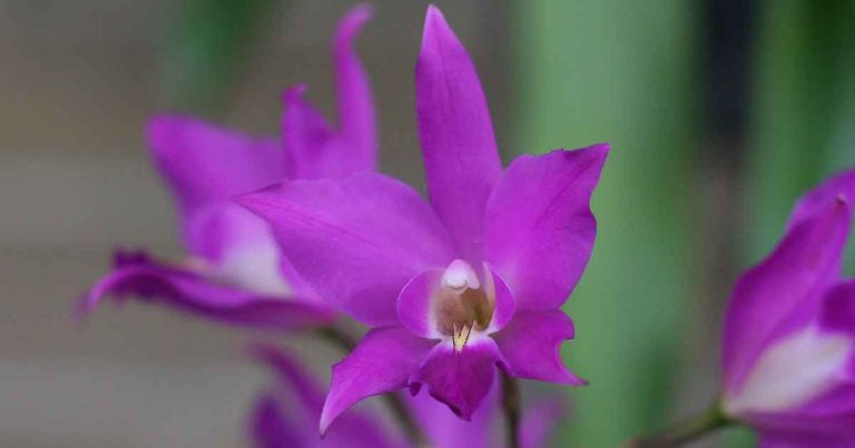 Laelia gouldiana