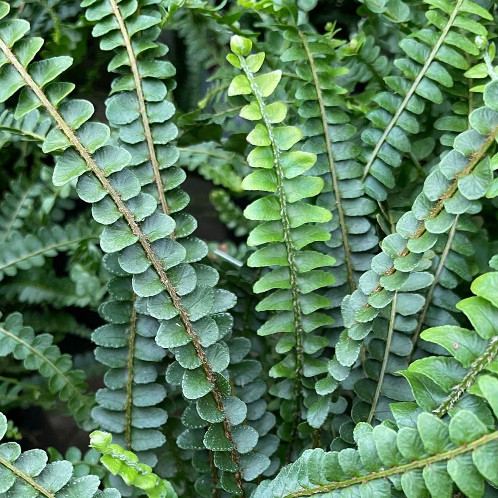 Nephrolepis cordifolia 'Duffii' - Lemon Button Fern