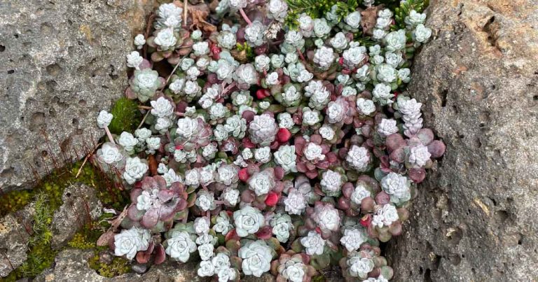 Sedum spathulifolium 'Cape Blanco'