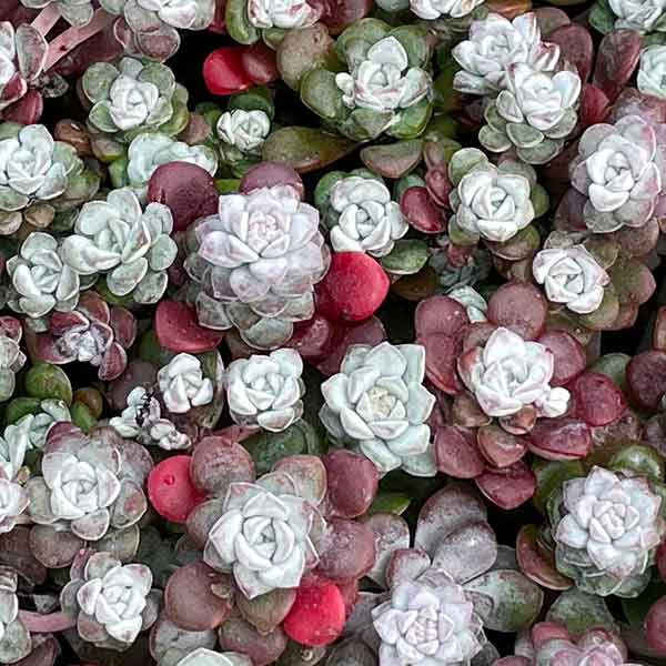 Sedum 'Cape Blanco'