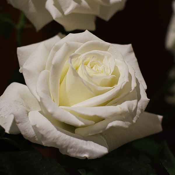 White Tineke Rose