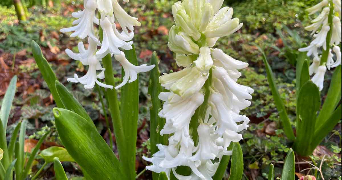 White Hyacinth Flower