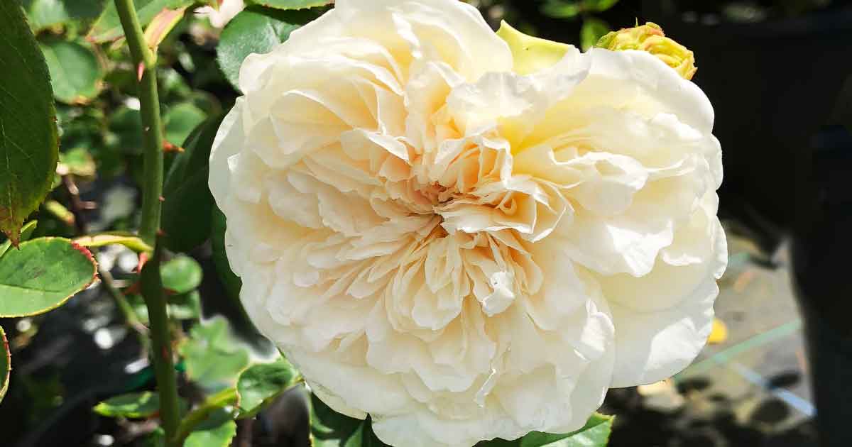 White Rose - Sombriel