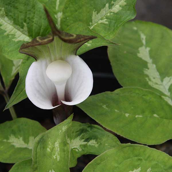 Arisaema sikokianum -Variegated Foliage Form (Silver Centre)