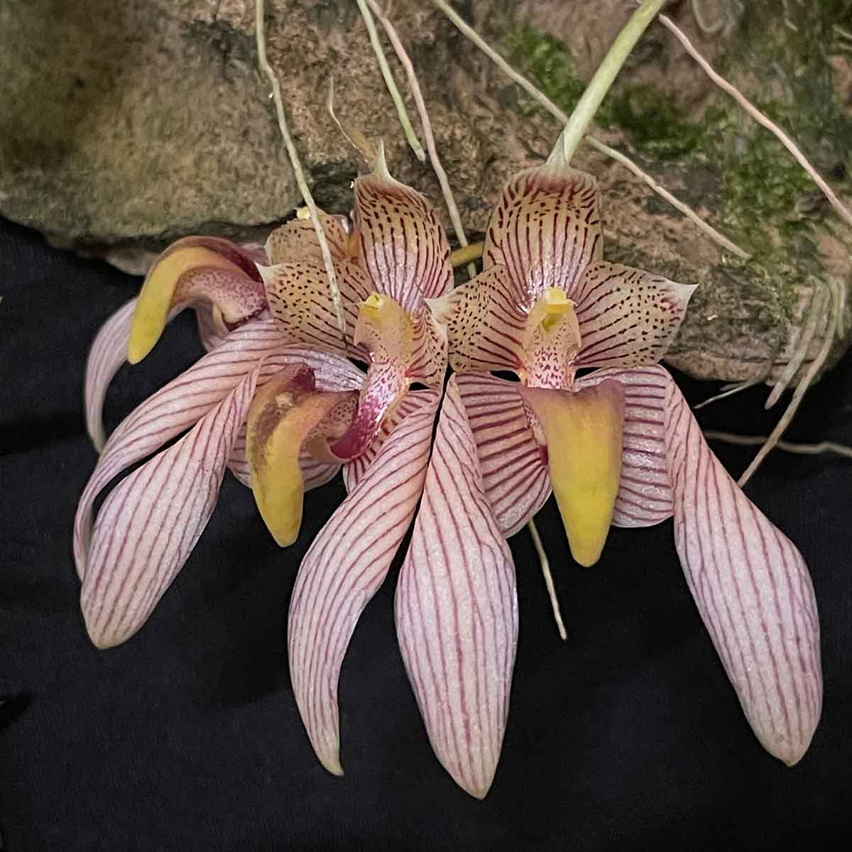 Bulbophyllum bicolor