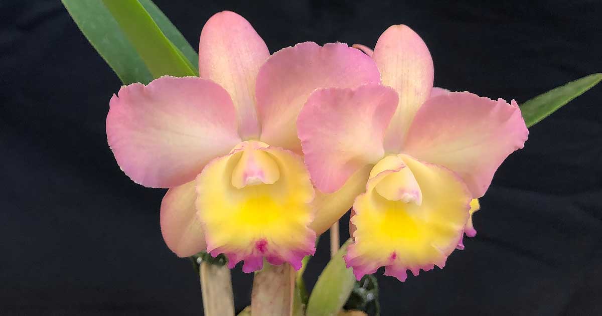 Cattleya Orchids