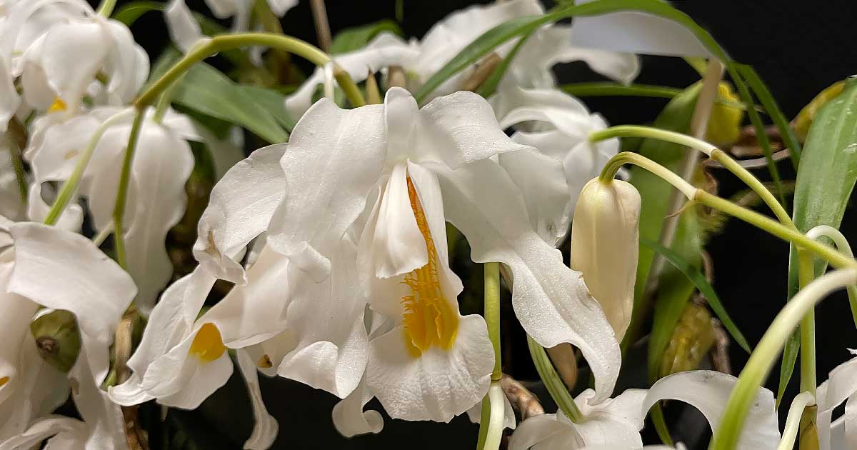 Coelogyne cristata