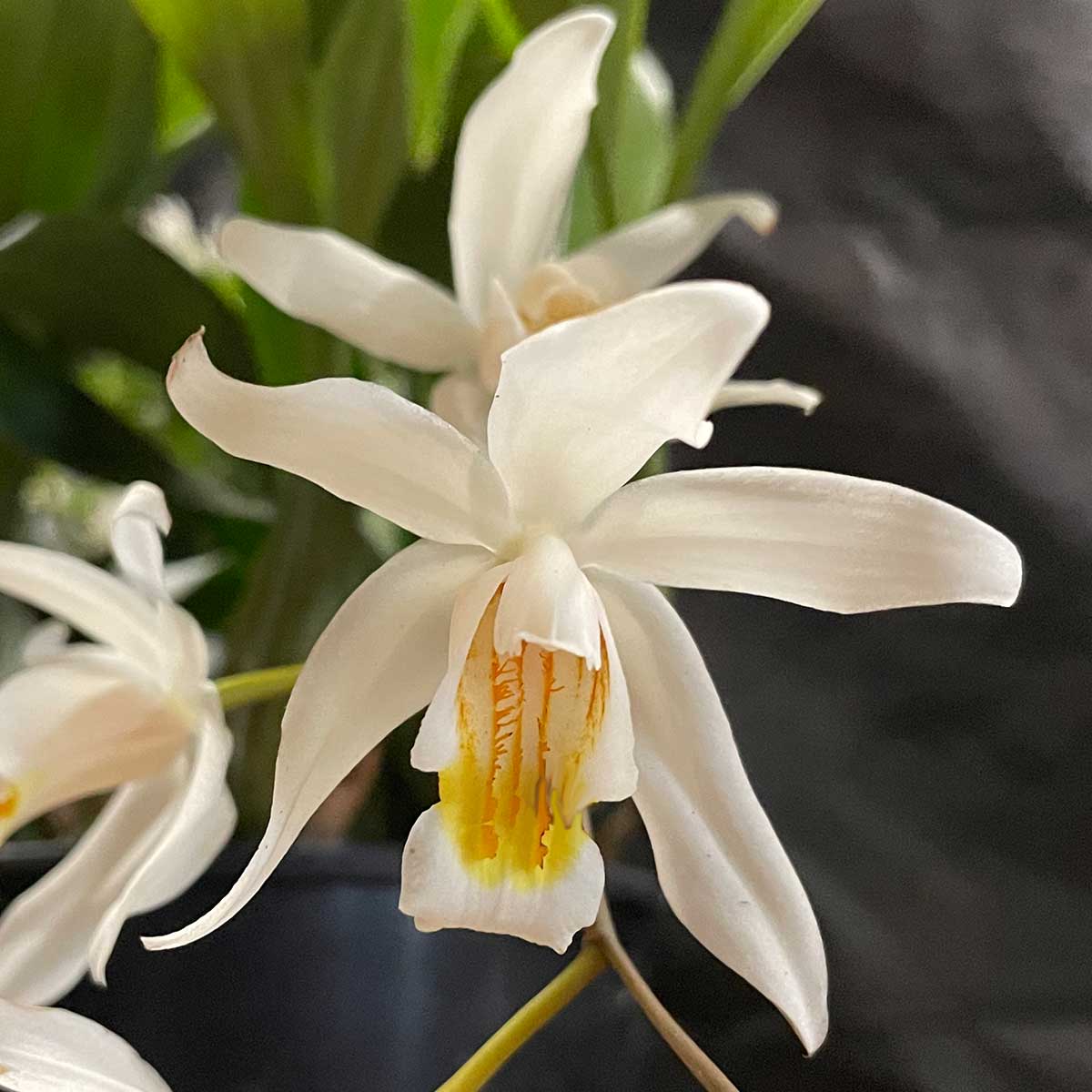 Coelogyne cristata x flaccida hybrid