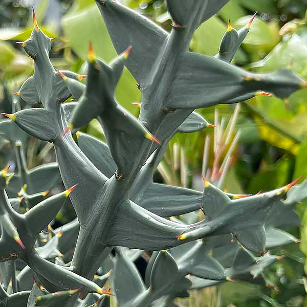 Colletia paradoxa