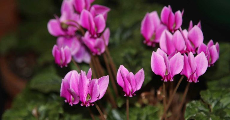 Cyclamen Varieties