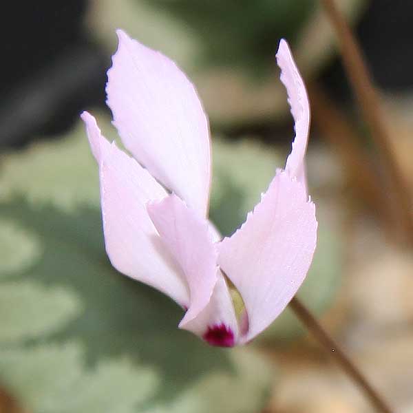 Cyclamen mirabile