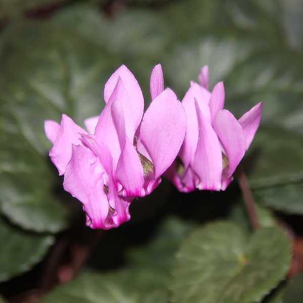 Cyclamen purpurascens