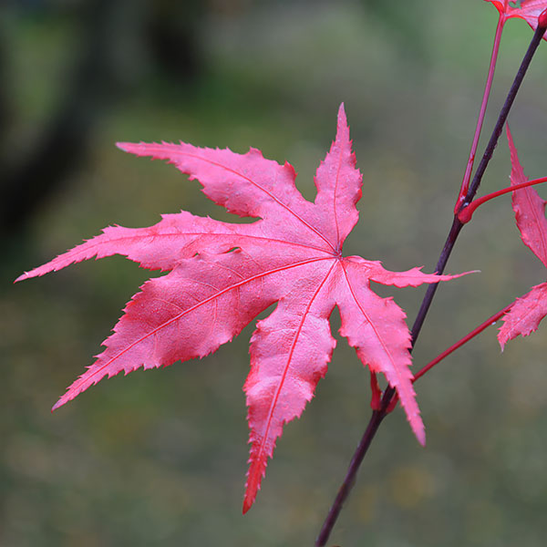 Red Leaf Japanese Maple