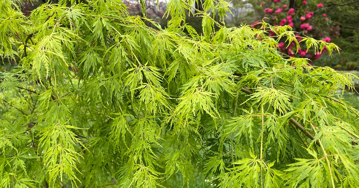 Green Leaf Japanese Maple