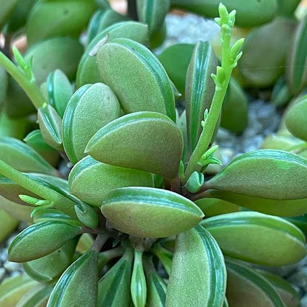 Peperomia asperula