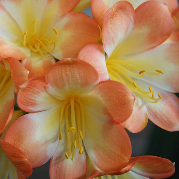 Clivia Care