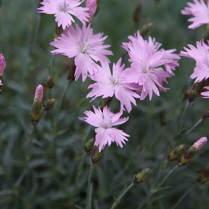 Dianthus for Underplanting Roses