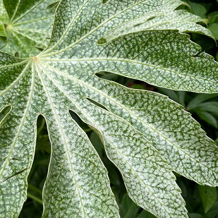 Fatsia Spiders Web - Foliage Detail