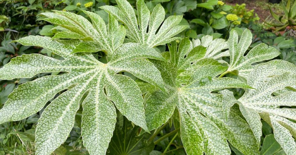 Fatsia Spiders Web