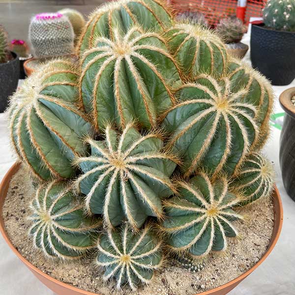 Notocactus magnificus syn. Parodia magnifica