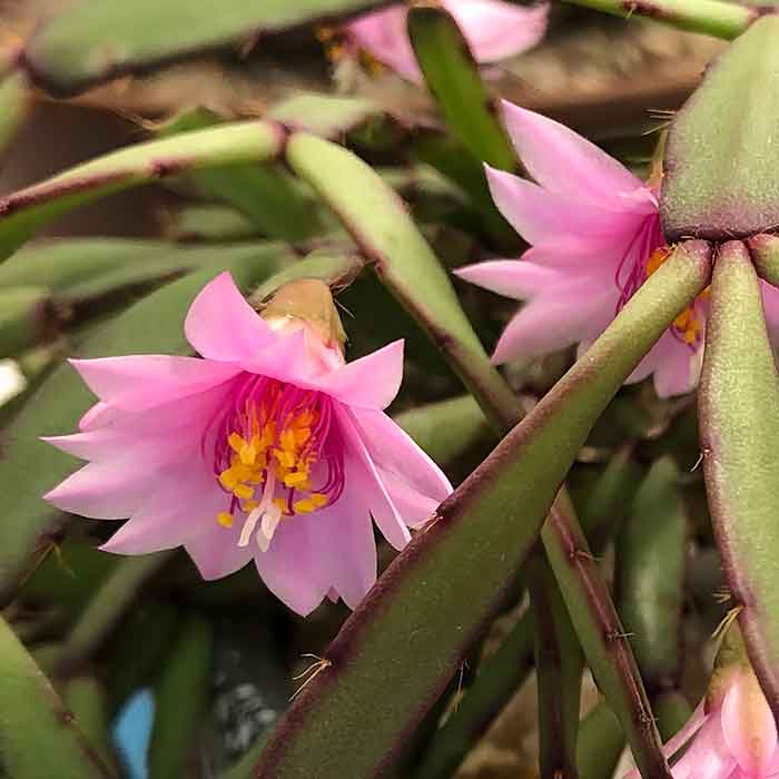 Rhipsalis rosea