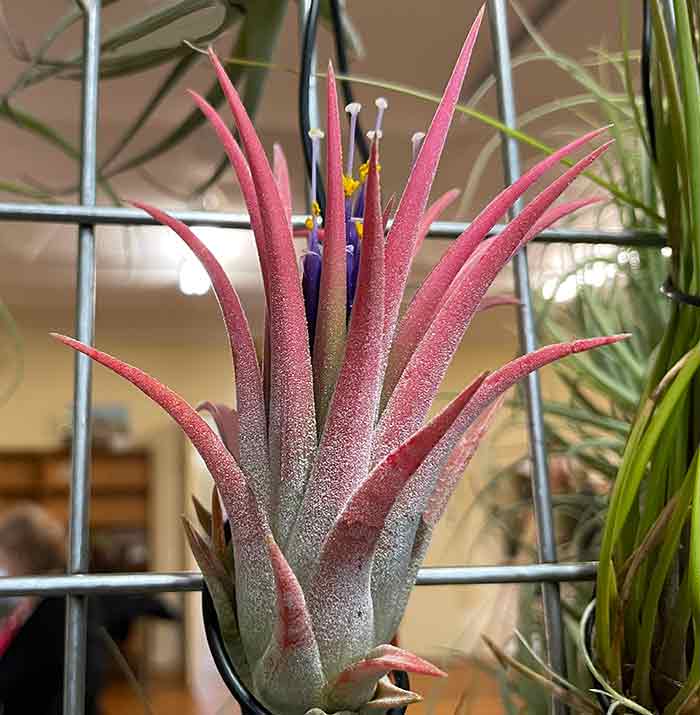 Tillandsia ionantha var. maxima