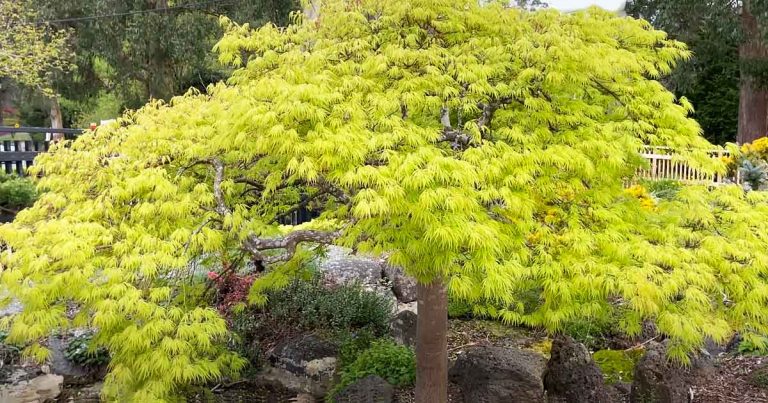 Weeping Japanese Maple