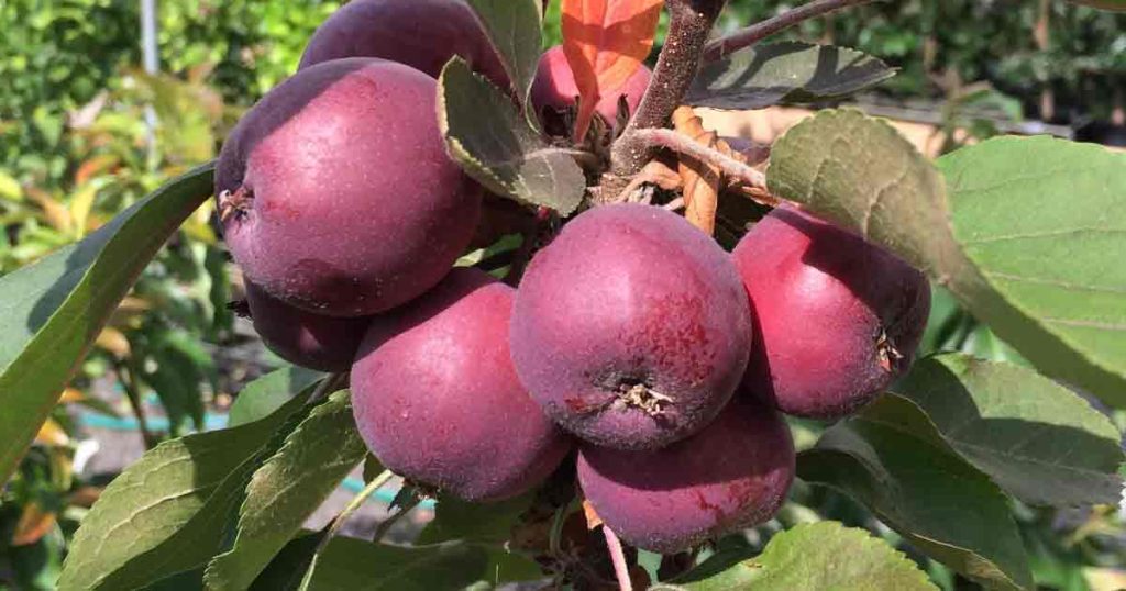 Apple Tree Varieties