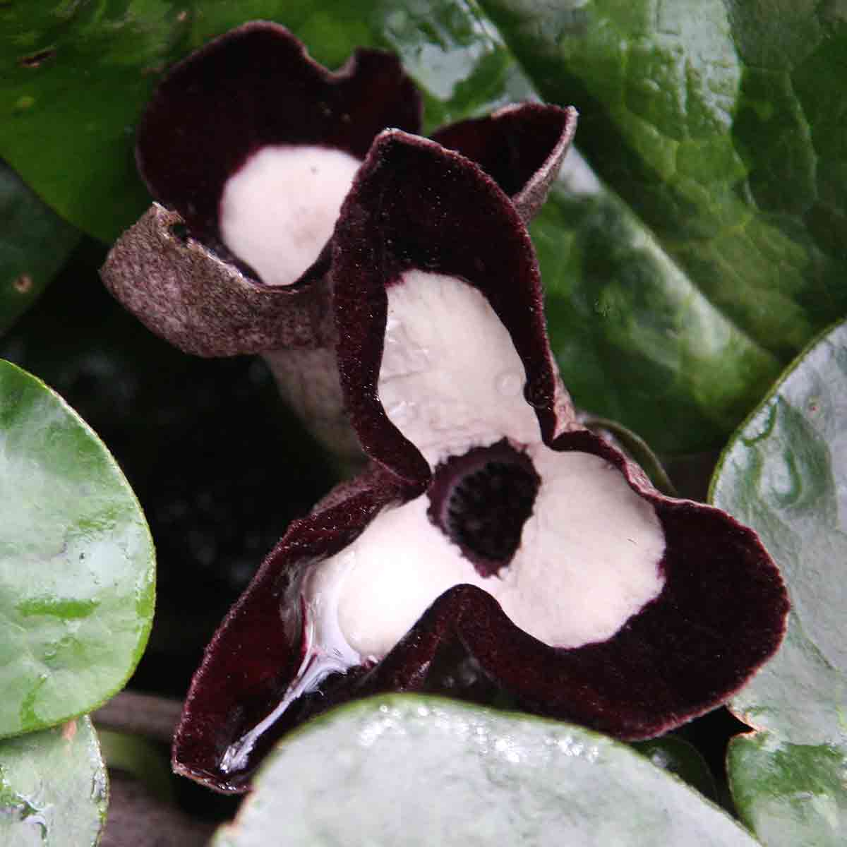 Asarum maximum