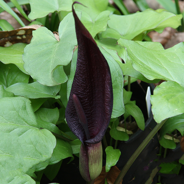 Black Arum Flower