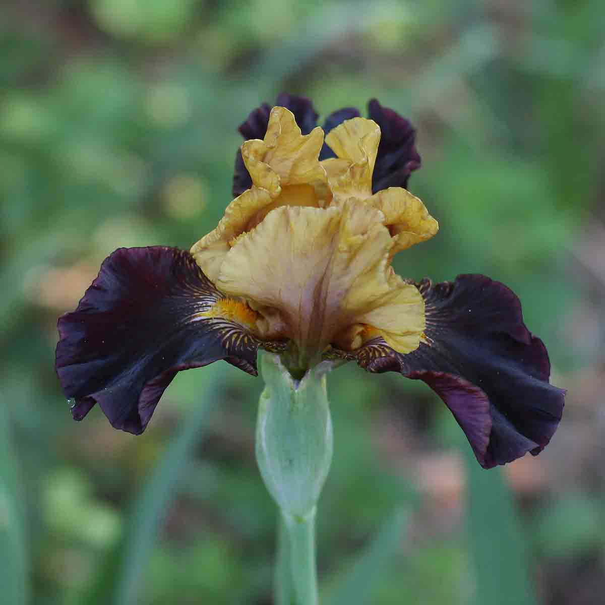 Bearded Iris with near black falls
