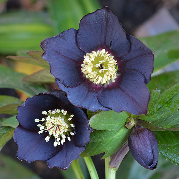 Slate Black Hellebore Flower