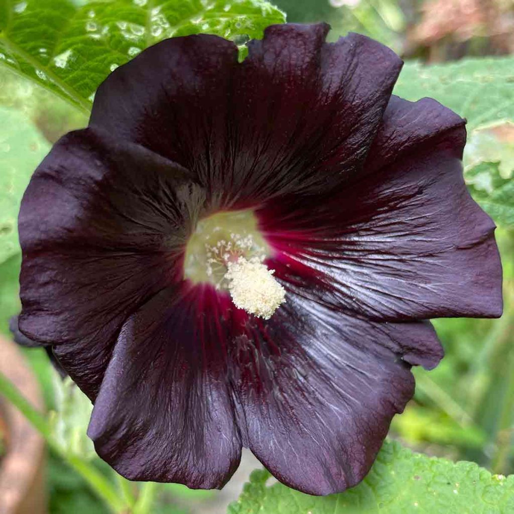 Black Hollyhock Flower