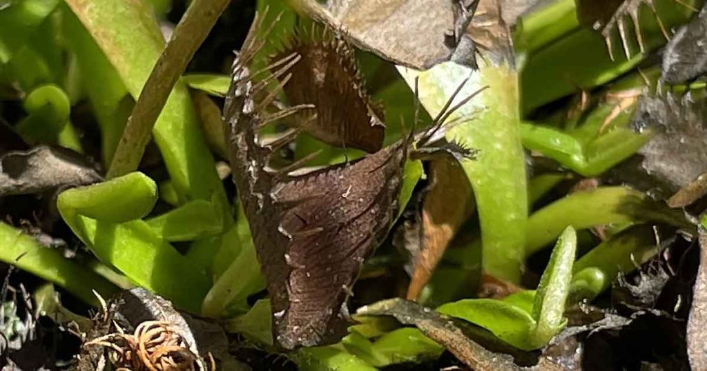 Black Leaves Venus Fly Trap