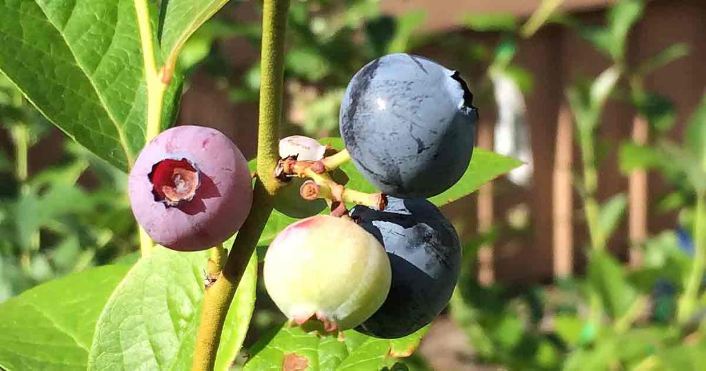 Growing Blueberry Plants