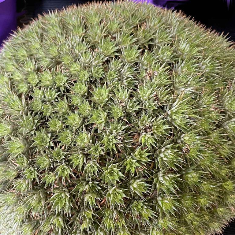 Deuterocohnia brevifolia forma chlorantha Argengtina Ball