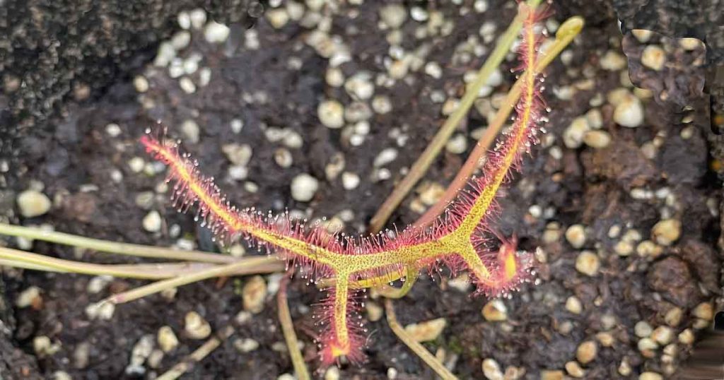 Drosera binata Marston's Dragon