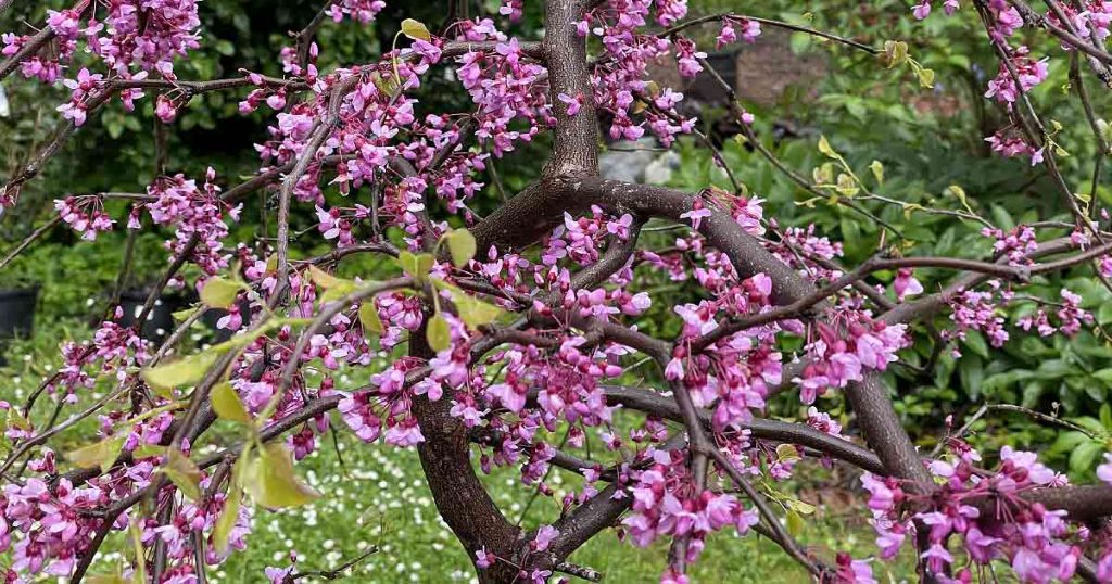 Lavender Twist Redbud