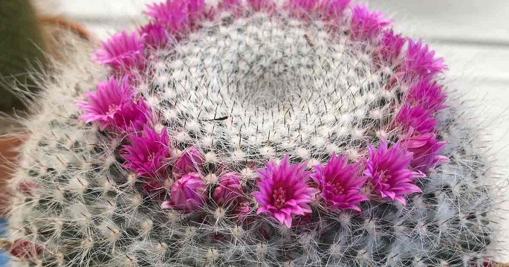 Mammillaria hahniana ssp. woodsii