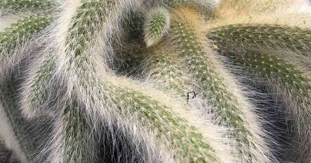  Monkey Tail Cactus (Cleistocactus colademononis)