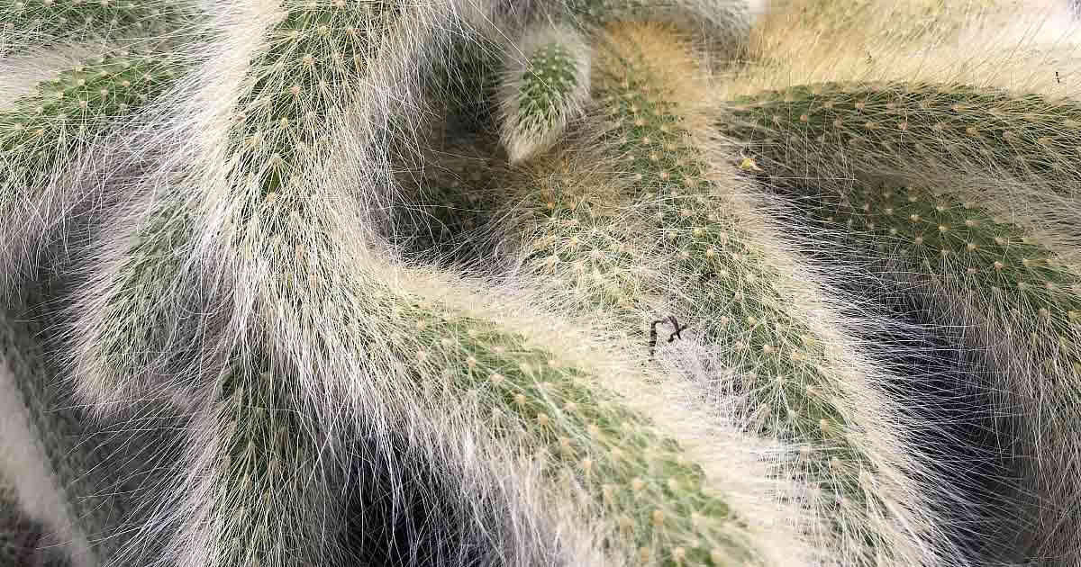 Monkey Tail Cactus (Cleistocactus colademononis) Nurseries Online USA