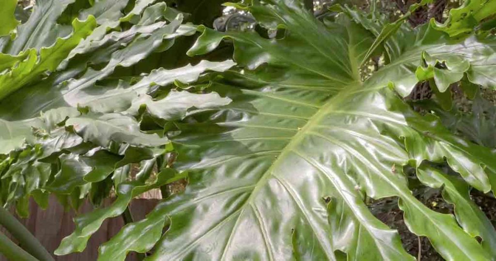 Philodendron selloum - Tree Philodendron