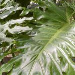 Philodendron selloum - Tree Philodendron