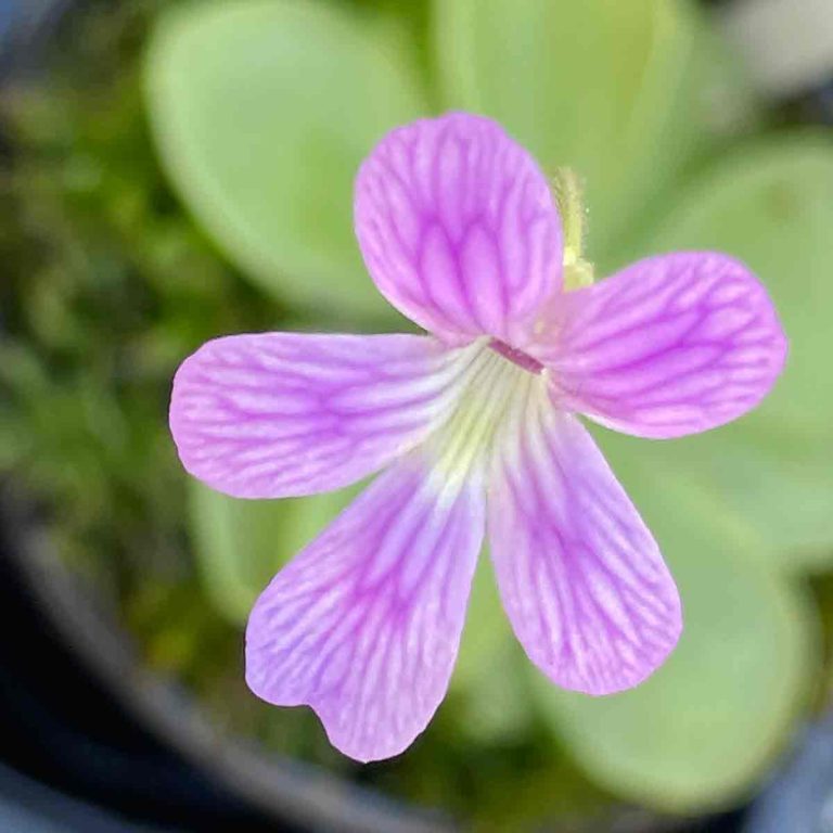 Pinguicula emarginata x ‘Weser’ Flower