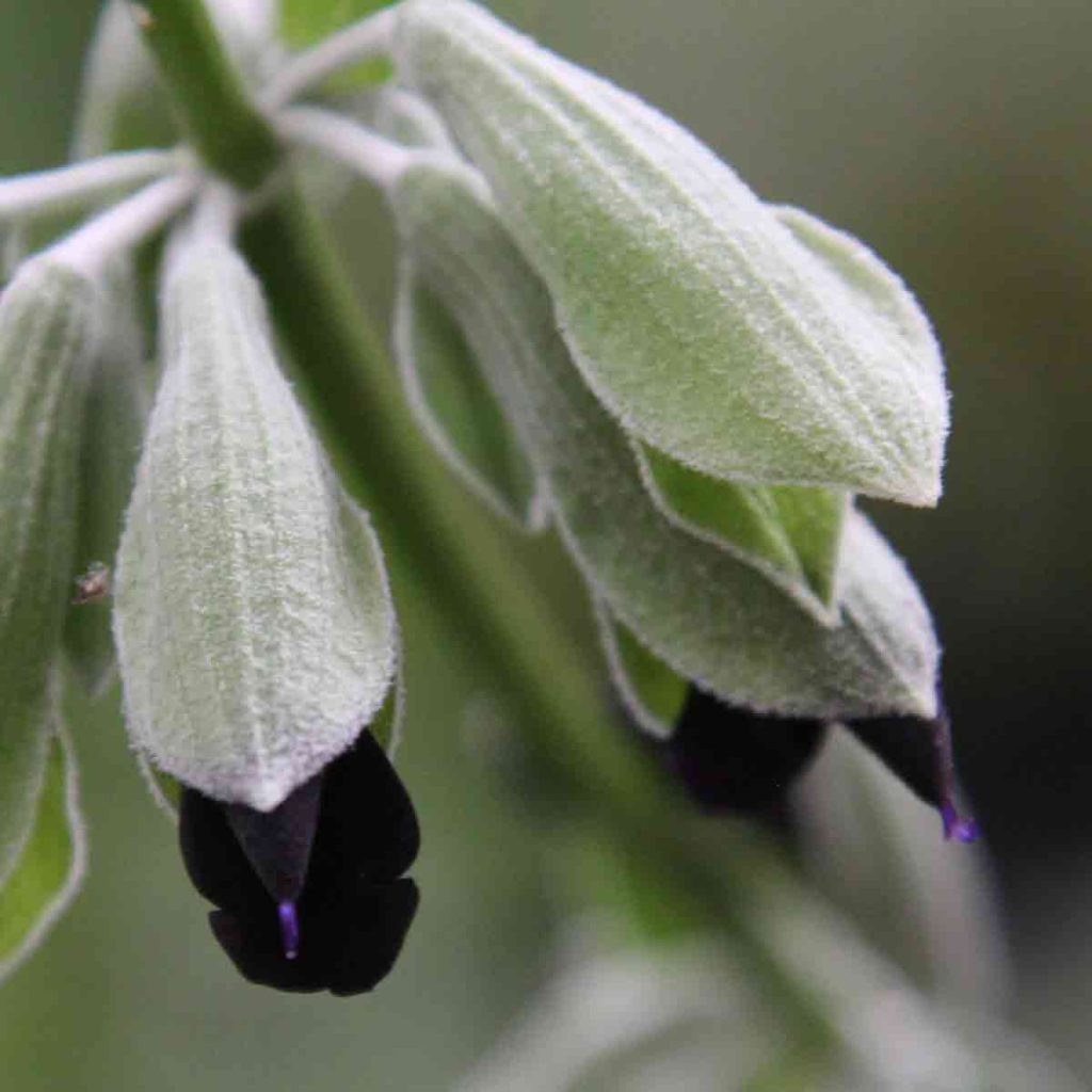 Salvia discolor