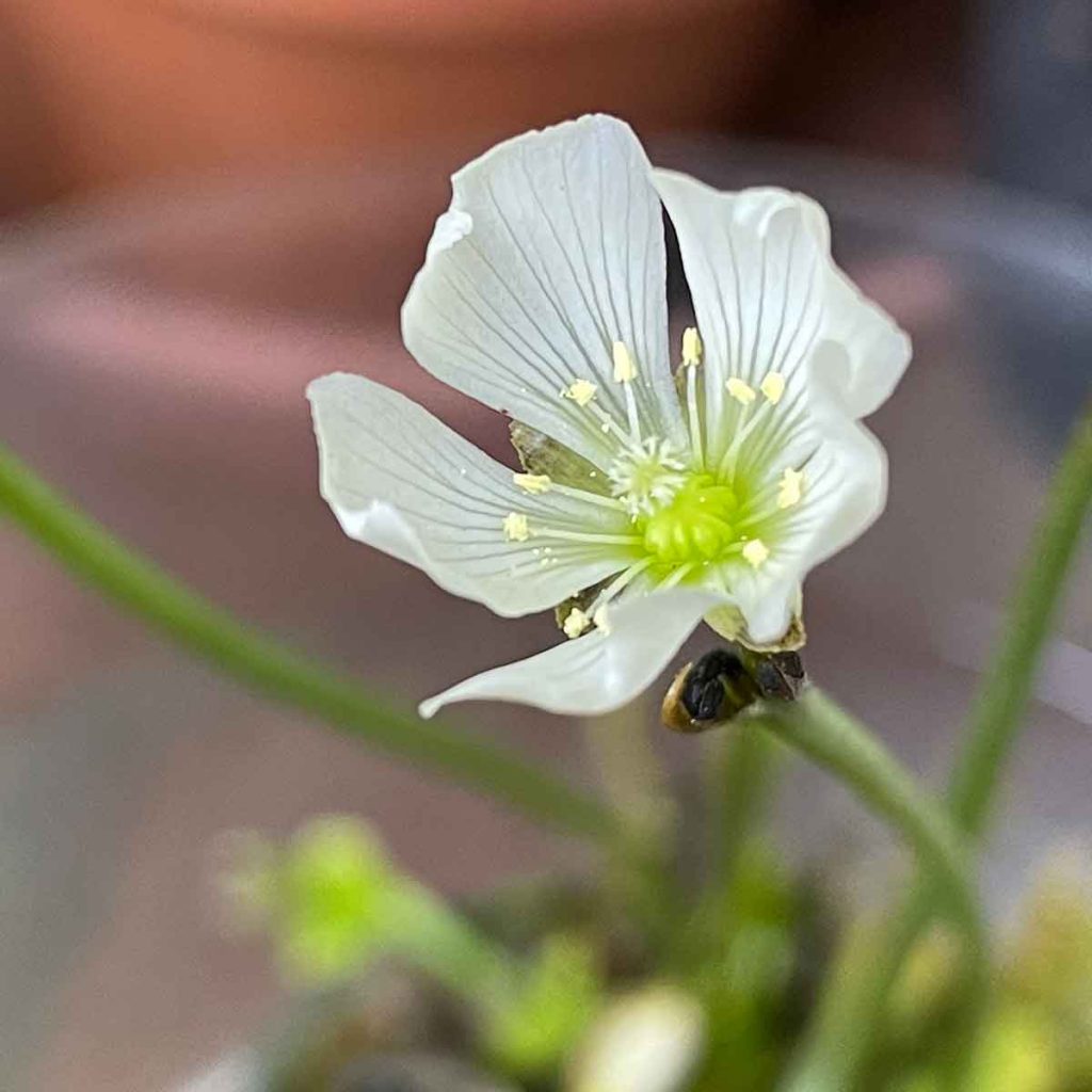 Venus Fly Trap Flower