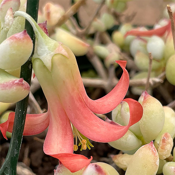 Cotyledon pendens Flower
