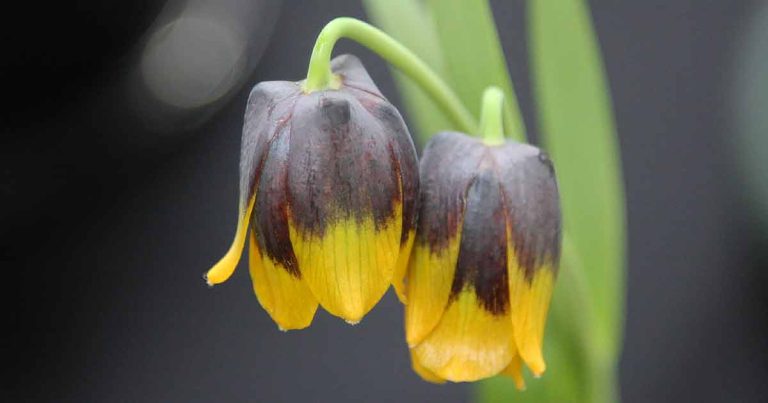 Fritillaria michailovskyi